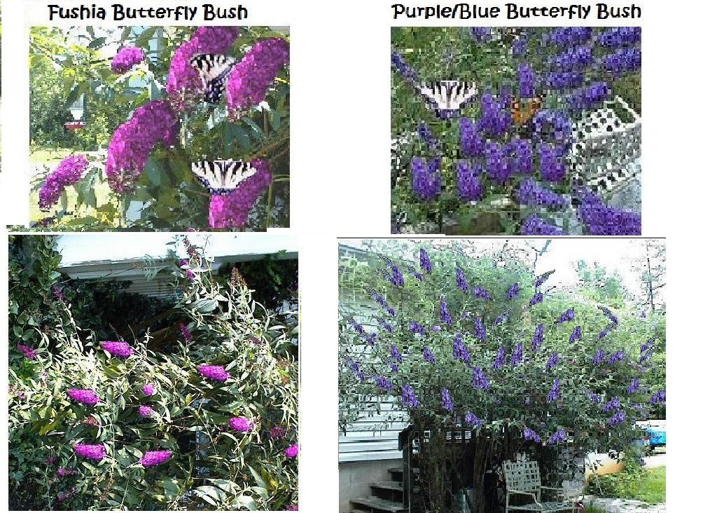 Butterfly Buddleia Bushes Combo 2 Purple + 2 Fushia 200 Seeds USA Seller