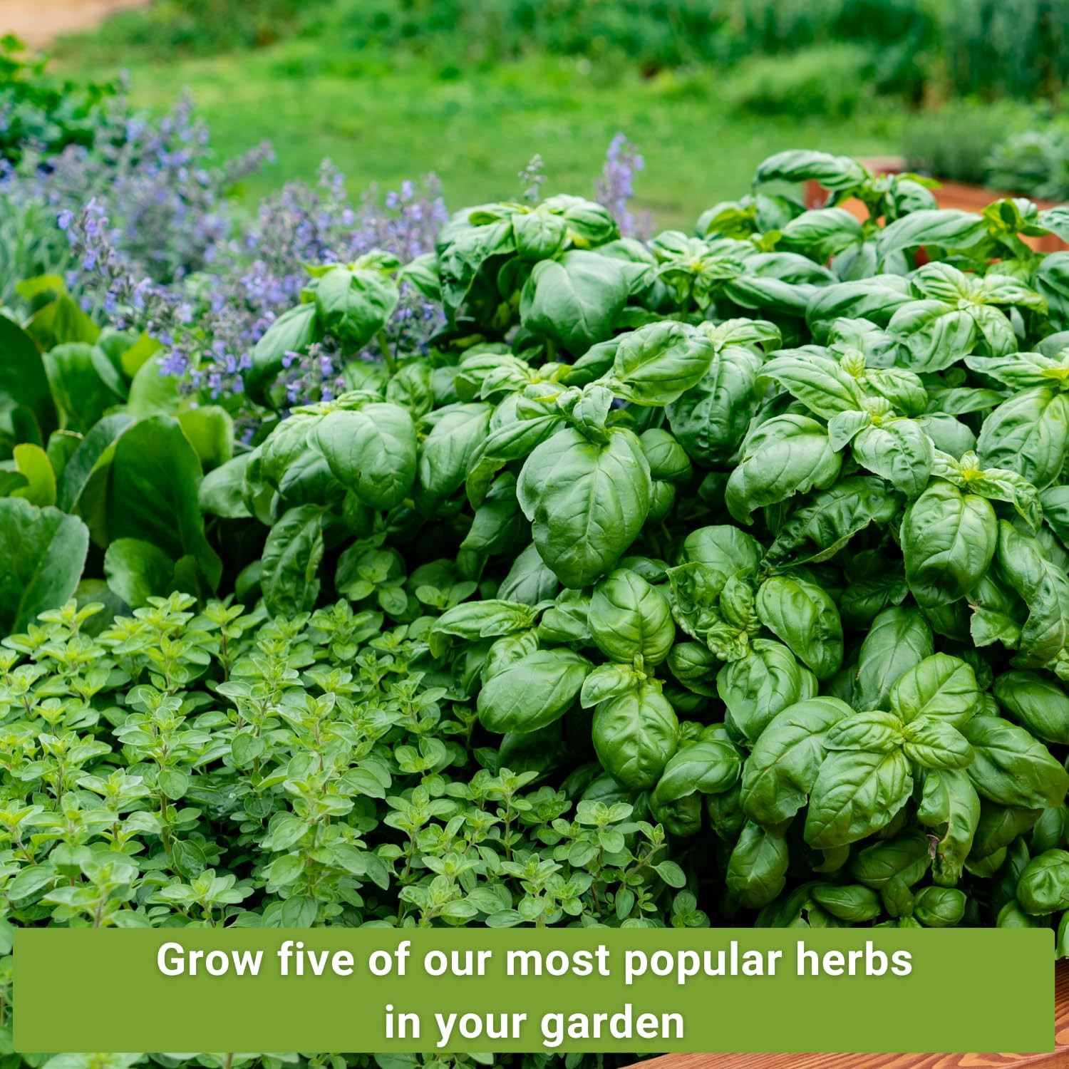 – Most Popular Herb Seed Collection for Planting – Mint, Lavender, Sweet Basil,