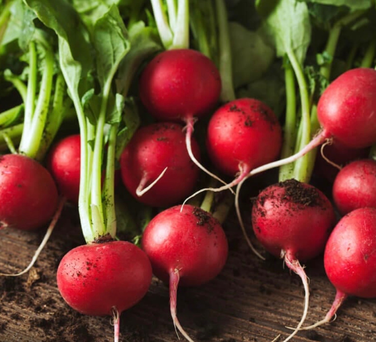 Champion Radish, Fresh Organic Seeds – Non-GMO – Crisp & Mild – USA Seller 🇺🇸