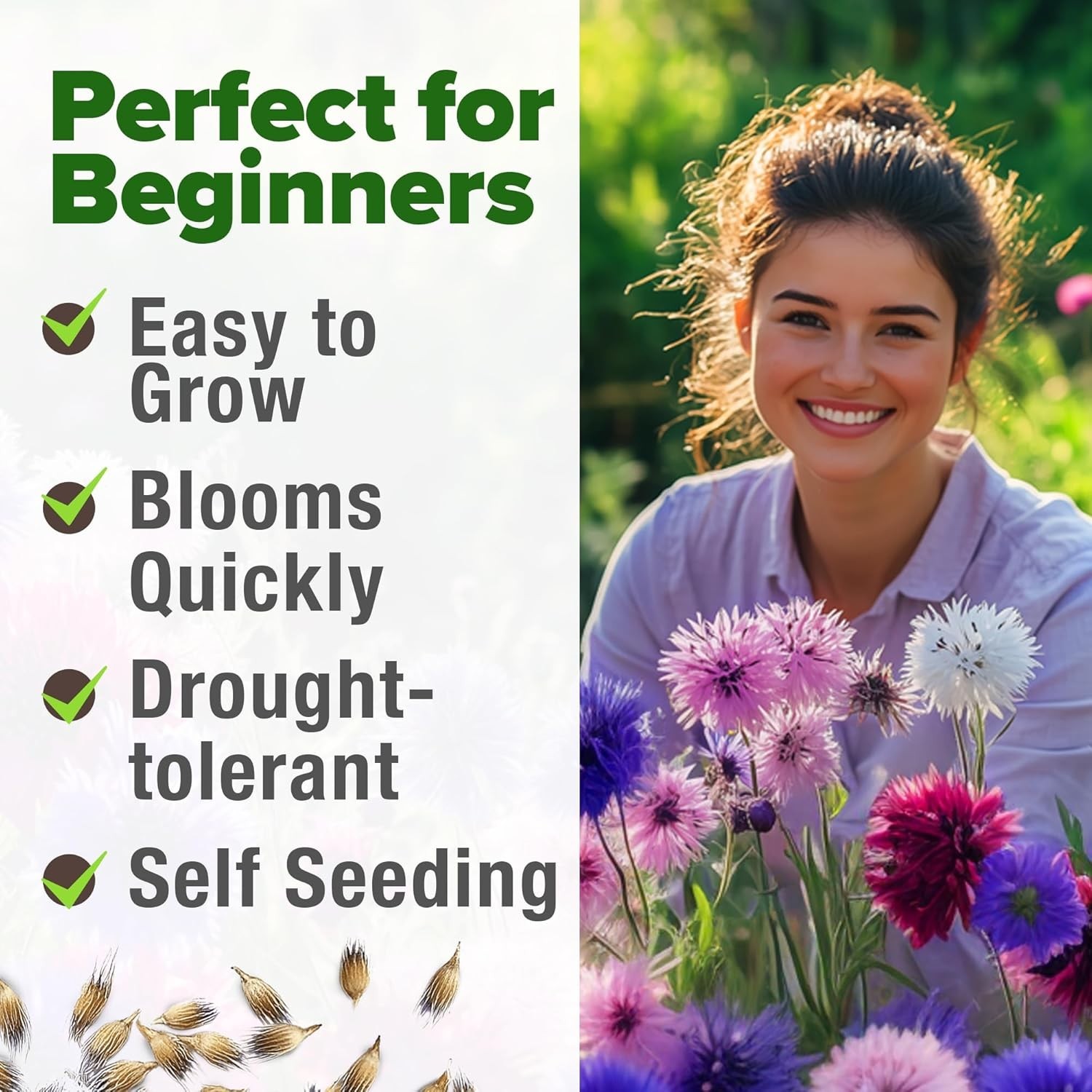 Vibrant Bachelor’s Button Flower Seeds – Heirloom Garden Mix for USDA Zones 2-11