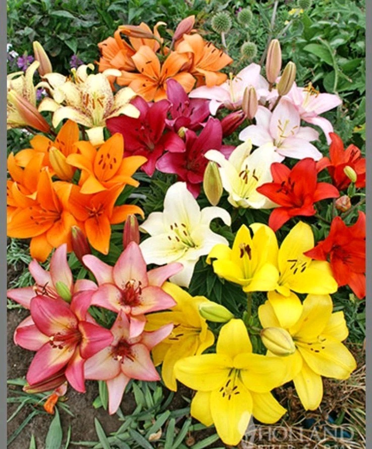 Lily Flower Bulbs 4 Asiatic Color Mix Lilies Garden Flowers Ready to Plant