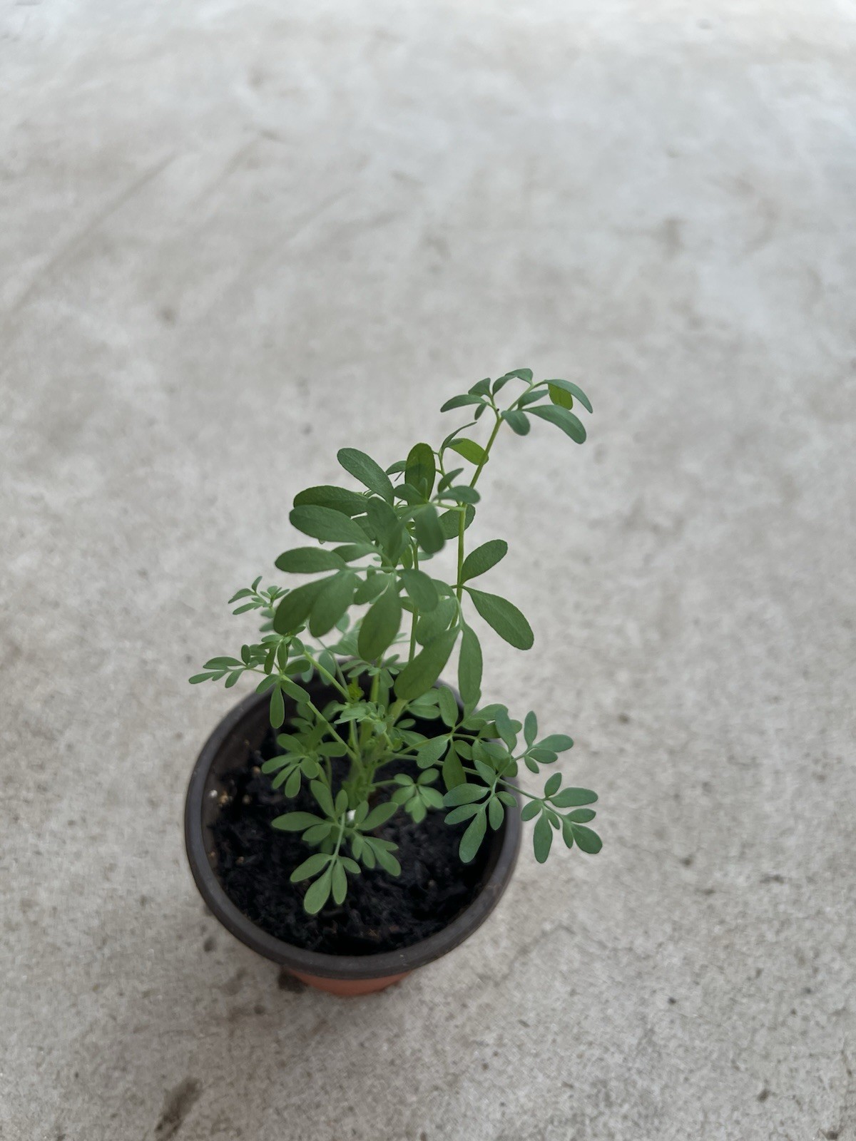 1 Common Rue Plant 7” Ruda Ruta Graveolens Live Plant Ready To Plant