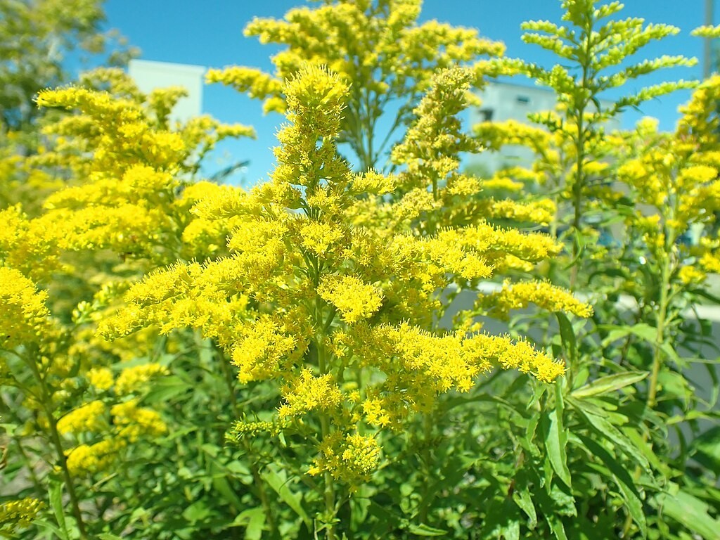 Canadian goldenrod 1000 seeds, solidago canadensis, large flowers, bulk seeds.