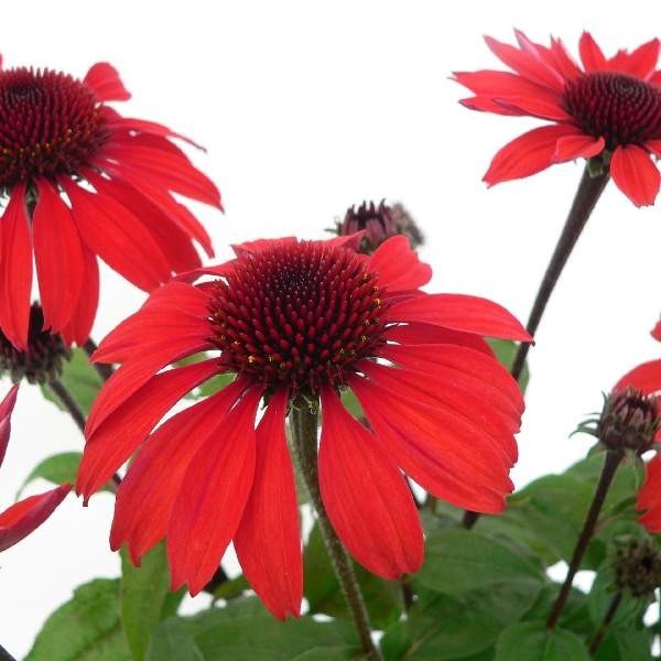 Echinacea Plant Starter: Live Perennial Coneflower for Pollinator Gardens