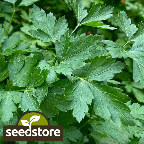 Italian Dark Green Parsley Seeds | 500 Seeds | Heirloom – Non-GMO | 1135
