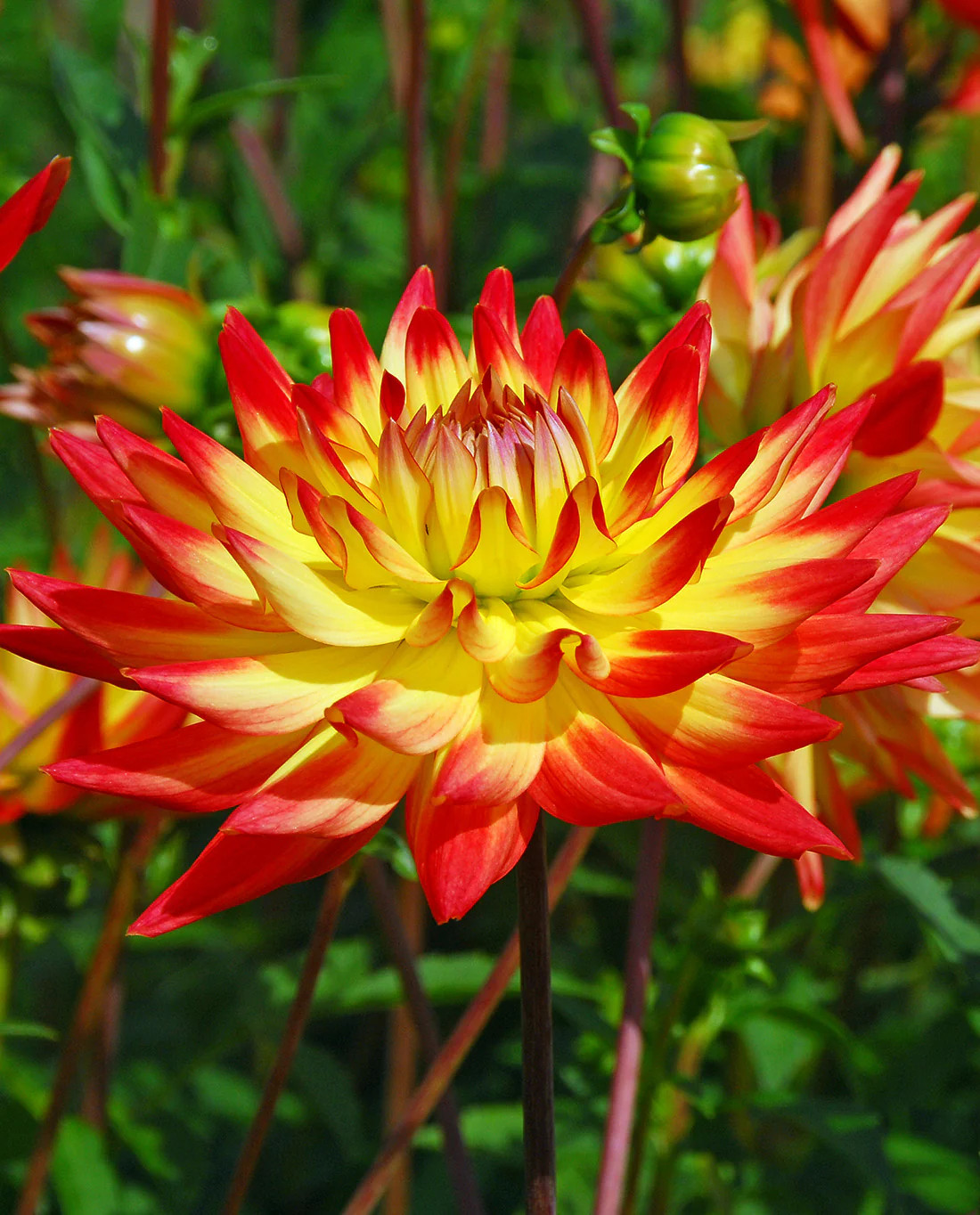 Bridgeview Aloha Cactus Dahlia – 3 root divisions