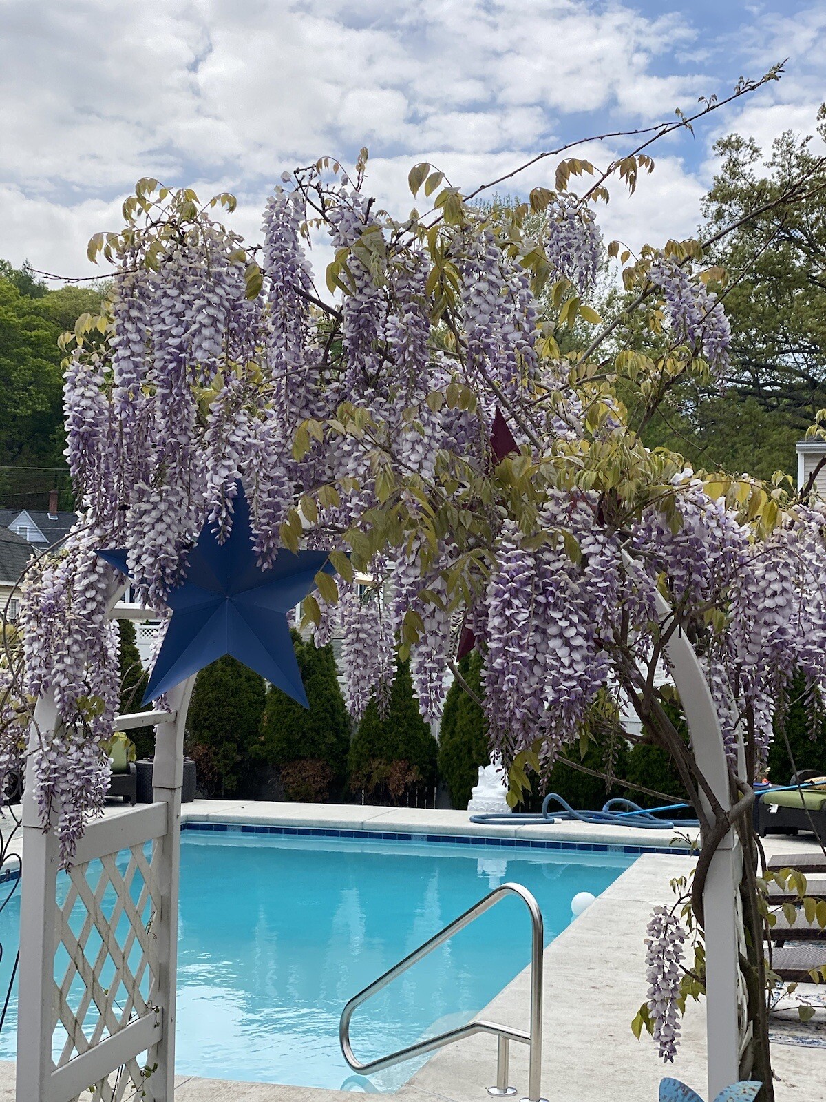 14 Chinese Purple Wisteria Seeds from my Own Vine