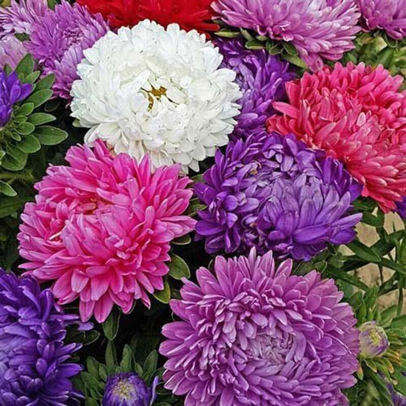 50 Seeds ASTER MILADY MIX Callistephus Dwarf, 10” tall, 3” flowers, fresh