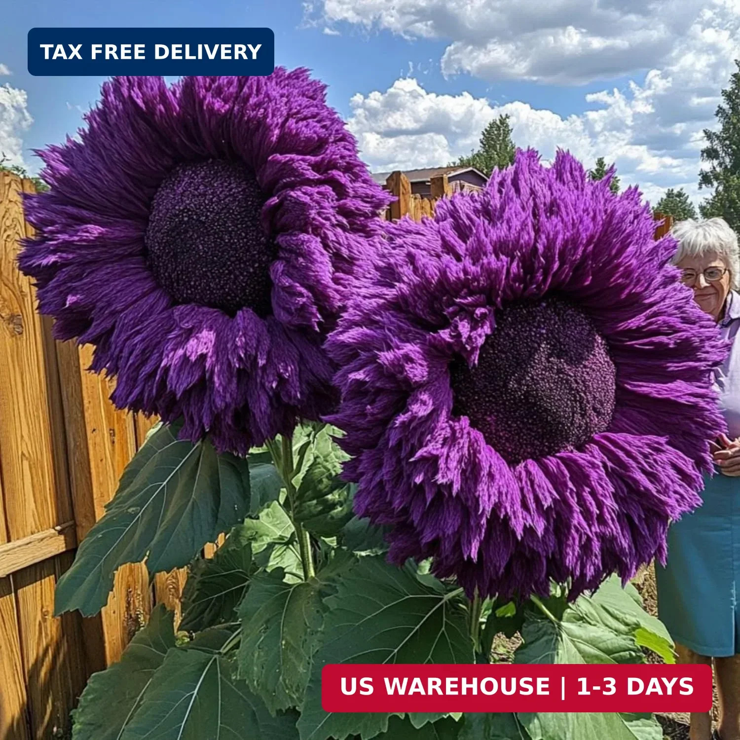 700+ Sunflower Seeds for Planting – Giant Teddy Bear Sunflower Heirloom Non-GMO