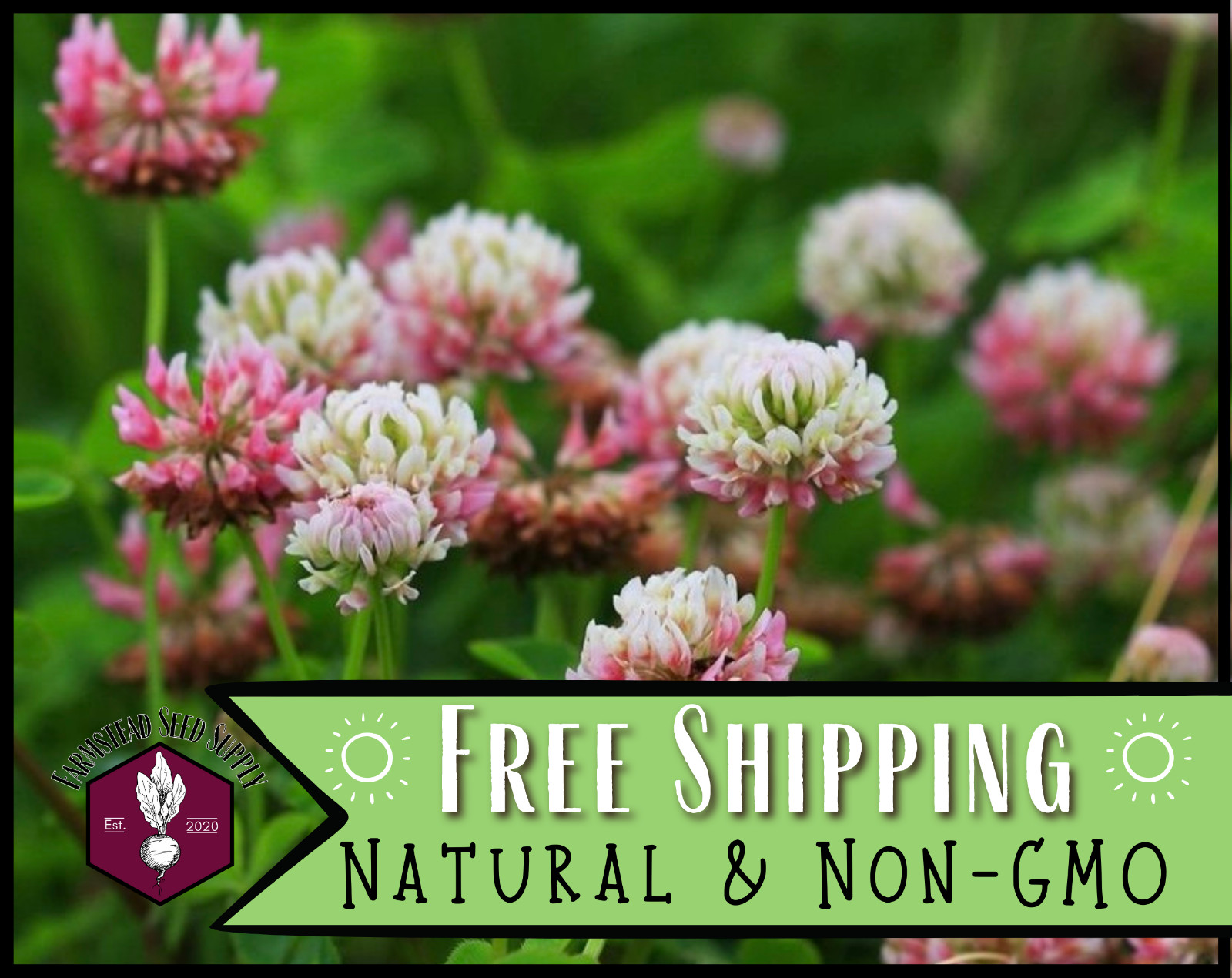 6100+ Alsike Clover Flower Seeds | Wildflower Seed Packet for Pollinators, Bees