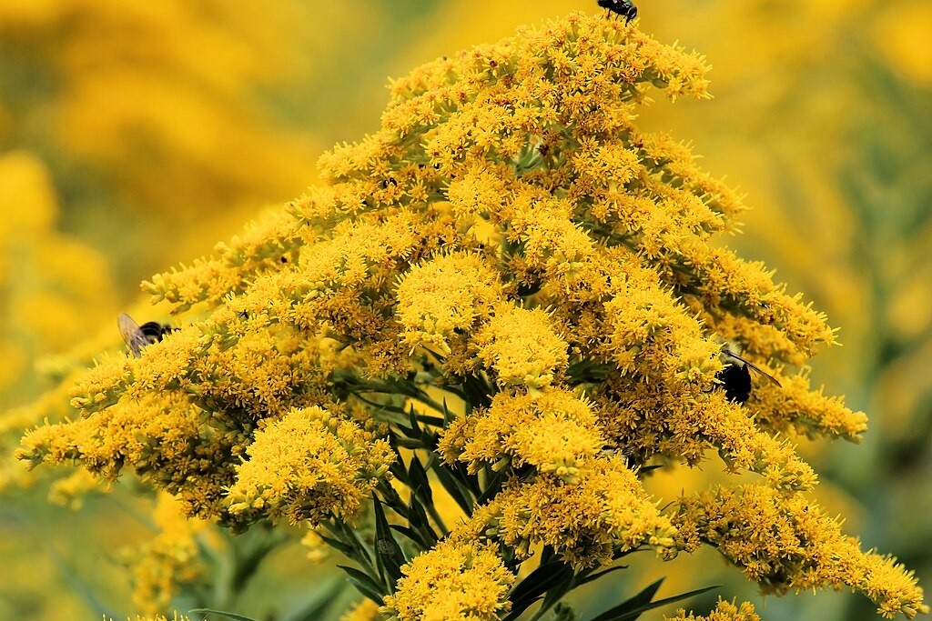 Canadian goldenrod 1000 seeds, solidago canadensis, large flowers, bulk seeds.