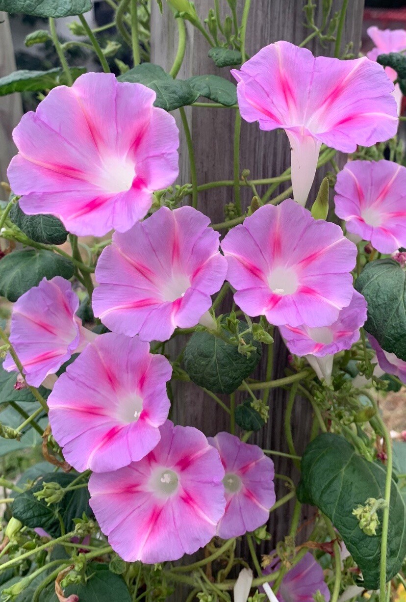 Pink Rare Old Fashioned Morning Glory-12 Seeds -blooms Profusely For Many Months