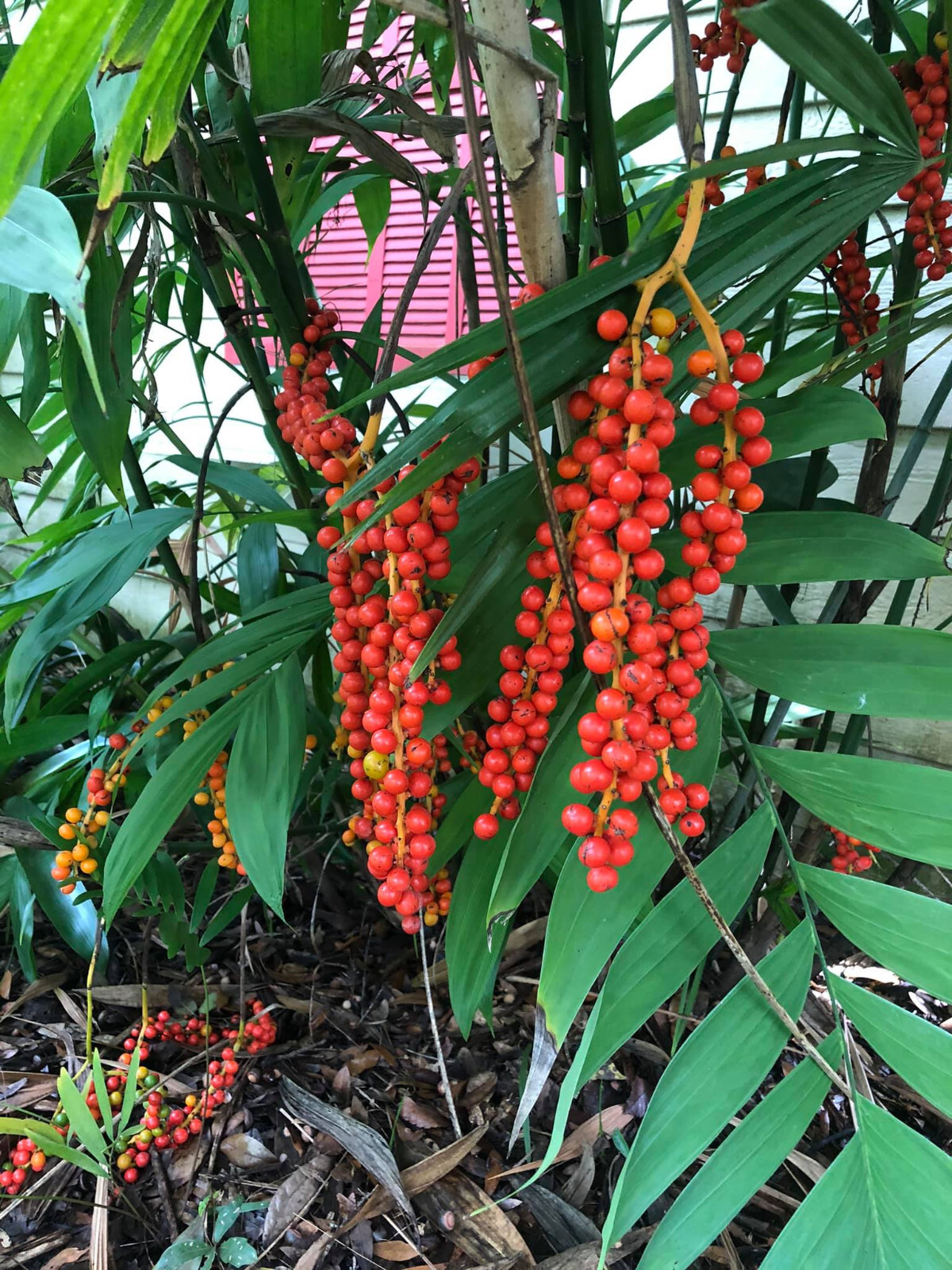 Chamaedorea microspadix seeds – Hardy Bamboo Palm…Cold Hardy!