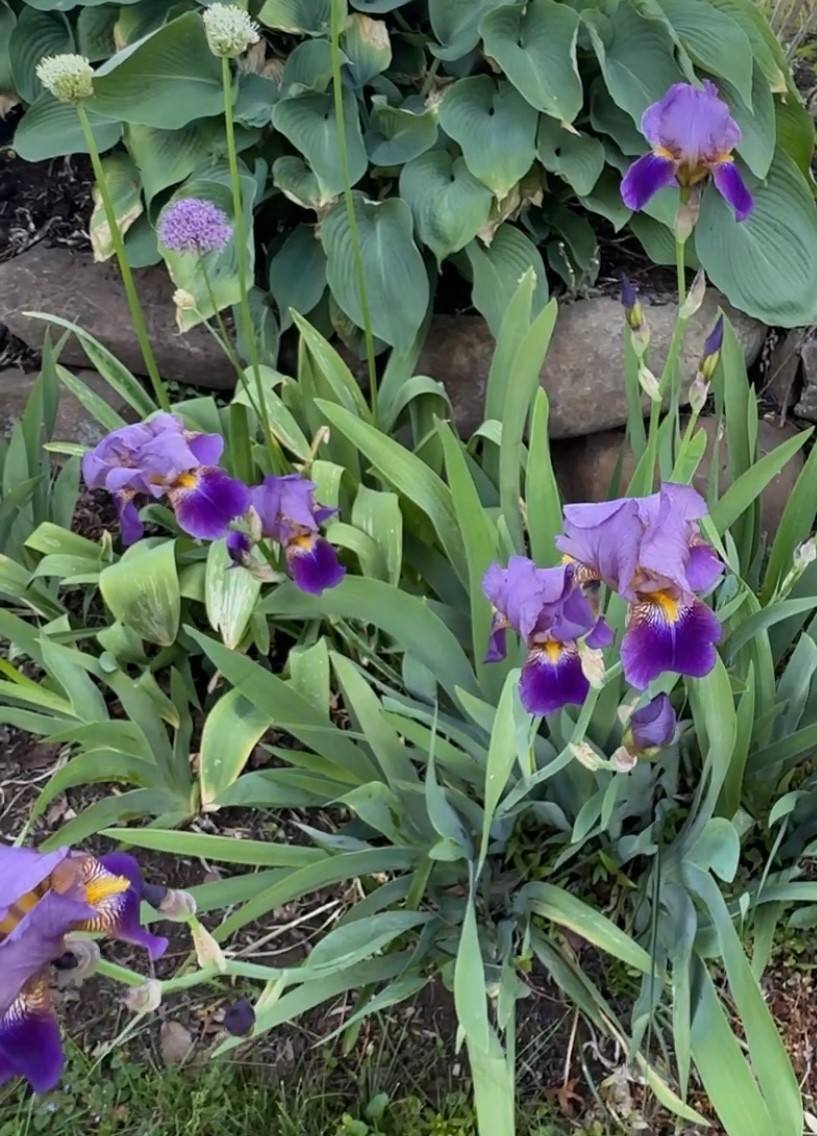 3 Tall Bearded Iris ALCAZAR Rhizomes/Bulbs~HEIRLOOM /HISTORIC~Purple/FRAGRANT