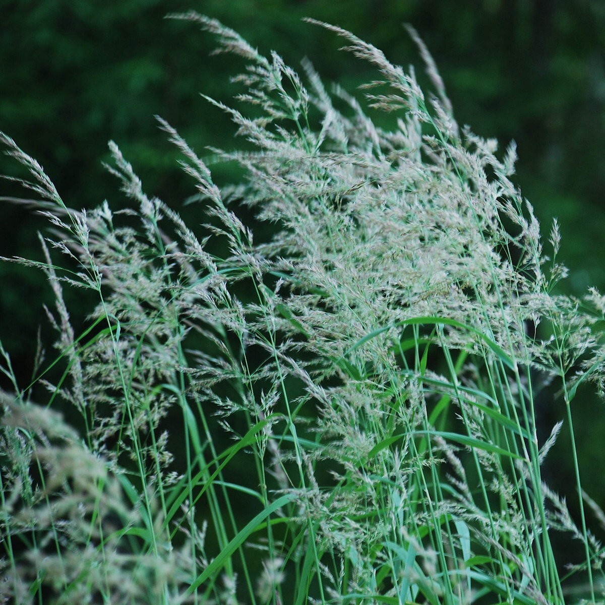 1000 Blue Joint Grass Native Grass Seeds – Everwilde Farms Mylar Seed Packet