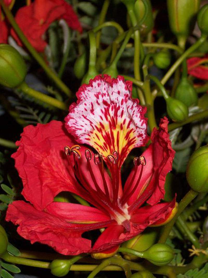 1-1000 PCS Red Flame Flamboyant Tree Seeds Royal Poinciana Delonix Regia US 0135