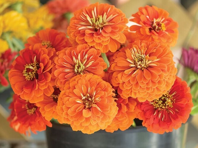 Zinnia Variety: Giant Orange, Giant Golden Yellow, Giant Deep Red, Giant White