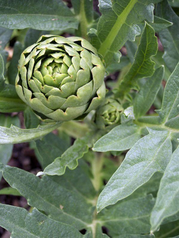 15+ Green Globe Artichoke Seeds Artichoke Thistle Cardoon Vegetable Seeds USA