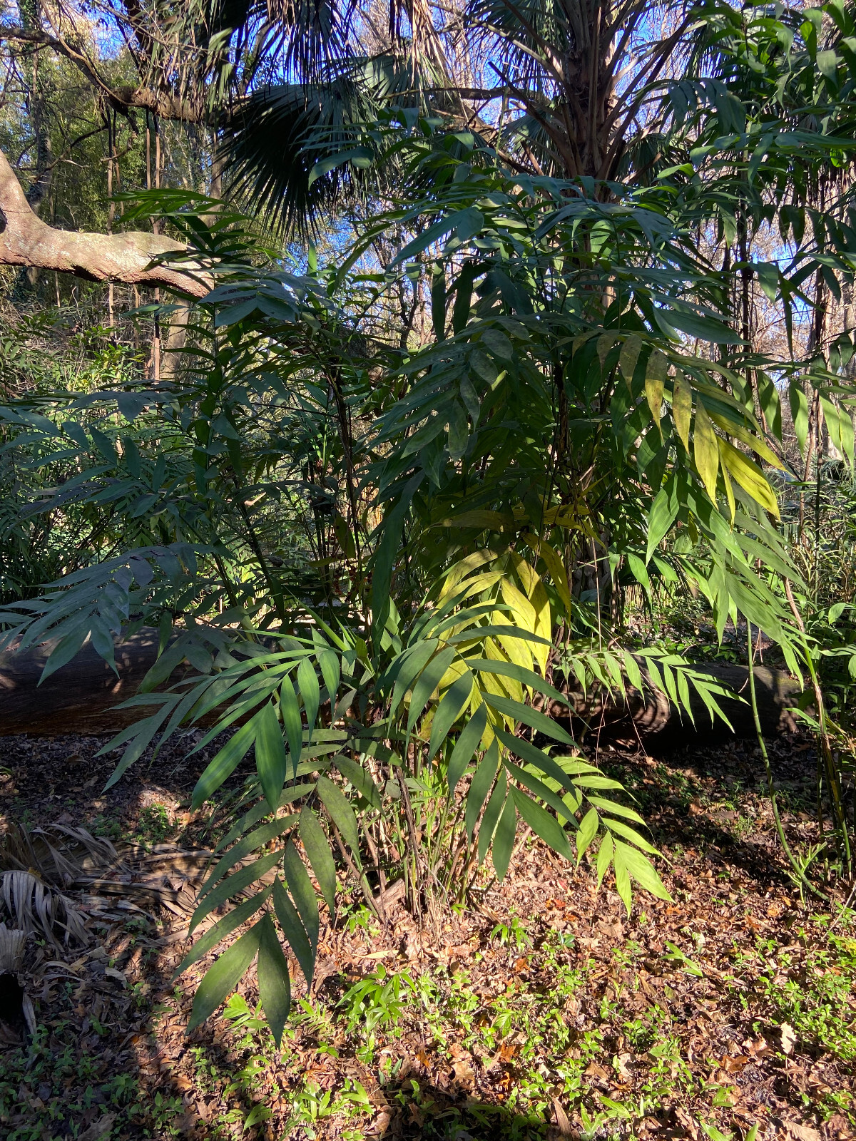 Chamaedorea microspadix seeds – Hardy Bamboo Palm…Cold Hardy!