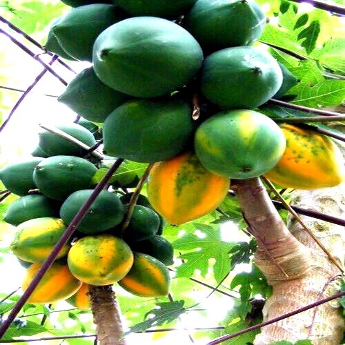 20 Caribbean “Red Lady” Carica Papaya Fruit Tree Seeds LARGE MELONS Indoor Plant