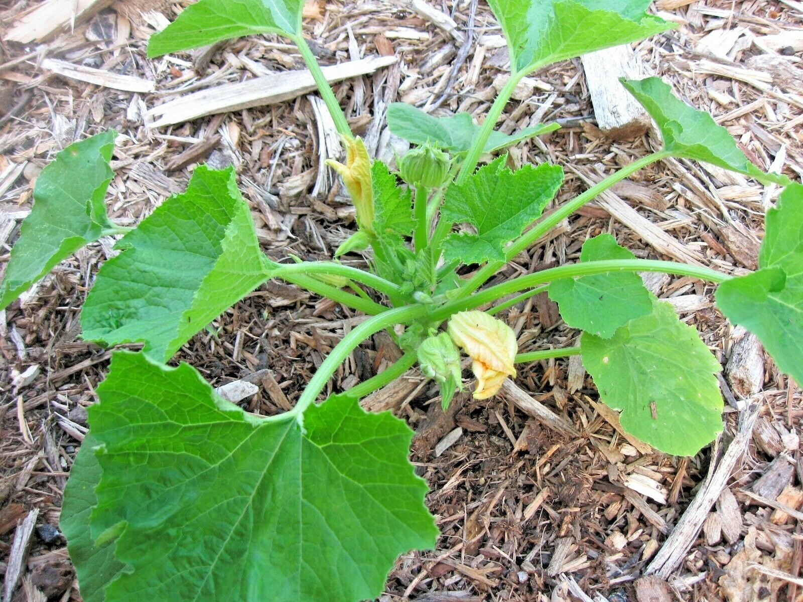 31+ Zucchini SUMMER SQUASH Seeds Black Beauty Organic Heirloom Garden Container