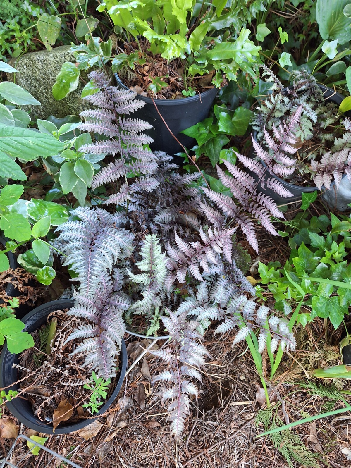 LADY FERN ‘REGAL RED’ 1000 SPORES (SEEDS*) FILIX FEMINA NIPONICUM, COLD HARDY