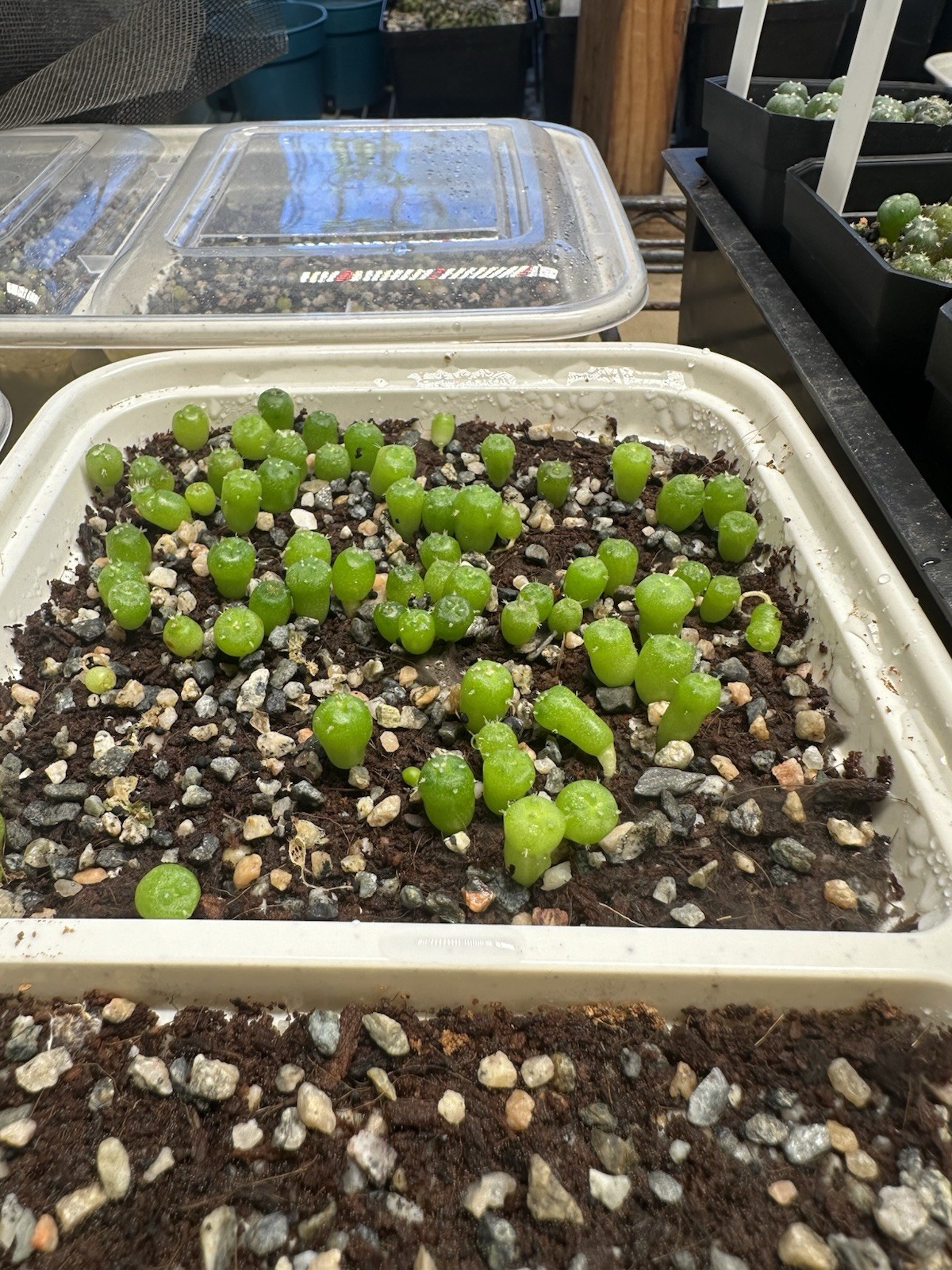 RARE SEEDS (10pk) L0ph… Diffusa Cactus US SELLER