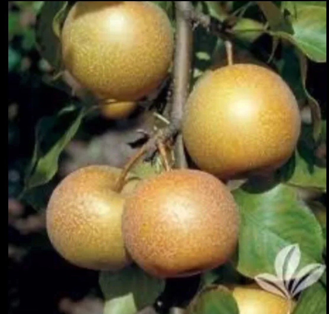 8-12” tall Shinko Asian Pear Pyrus pyrifolia ‘Shinko’ 1 grafted potted plant