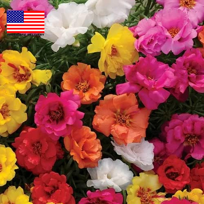 10000+ Portulaca Grandiflora Moss Rose Seeds Mixed Color Spreading for Planting