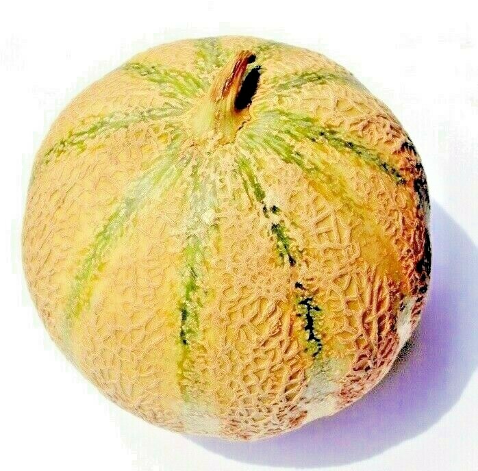 CHARENTAIS MELON FRUIT RARE FRENCH CANTALOUPE SWEET HEIRLOOM NON-GMO 20+ SEEDS