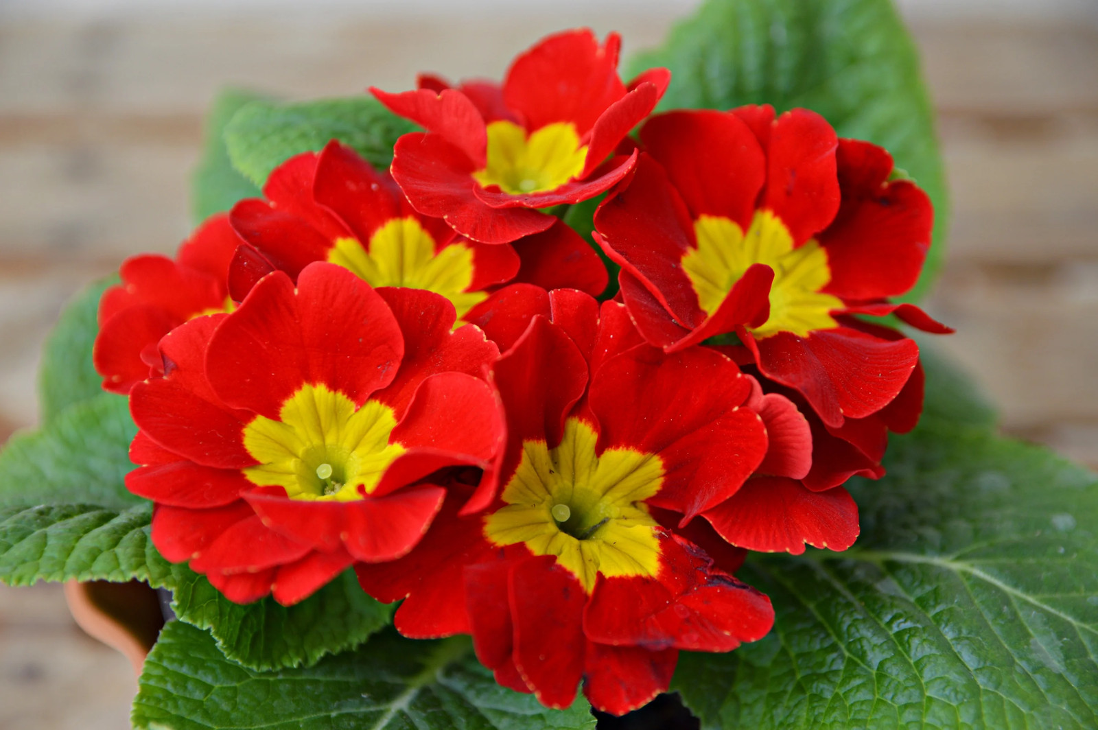 50 MIXED ENGLISH PRIMROSE Primula Vulgaris Acaulis Shade Houseplant Flower Seeds