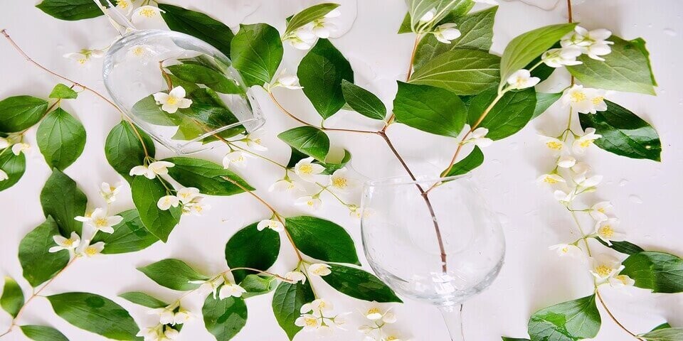 Asiatic Jasmine~Trachelospermum asiaticum~Small Rooted STARTER Plant~Fragrant