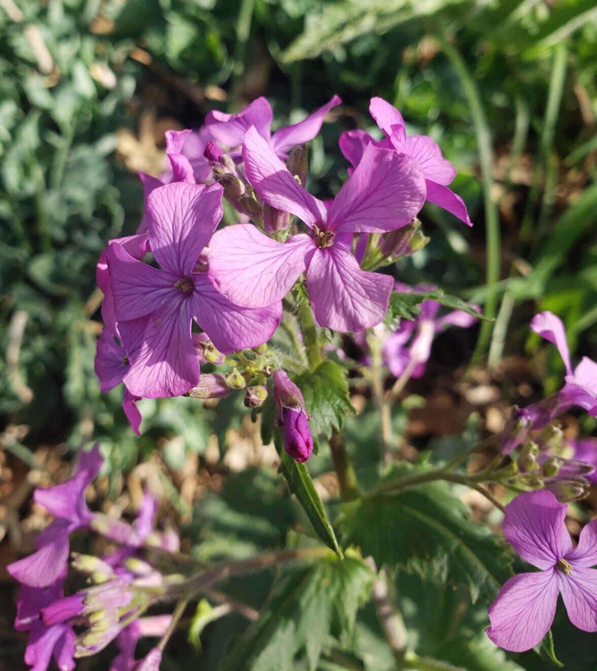 Lunaria / Honesty / Money Plant / Silver Dollar (40 seeds), flower bouquets!