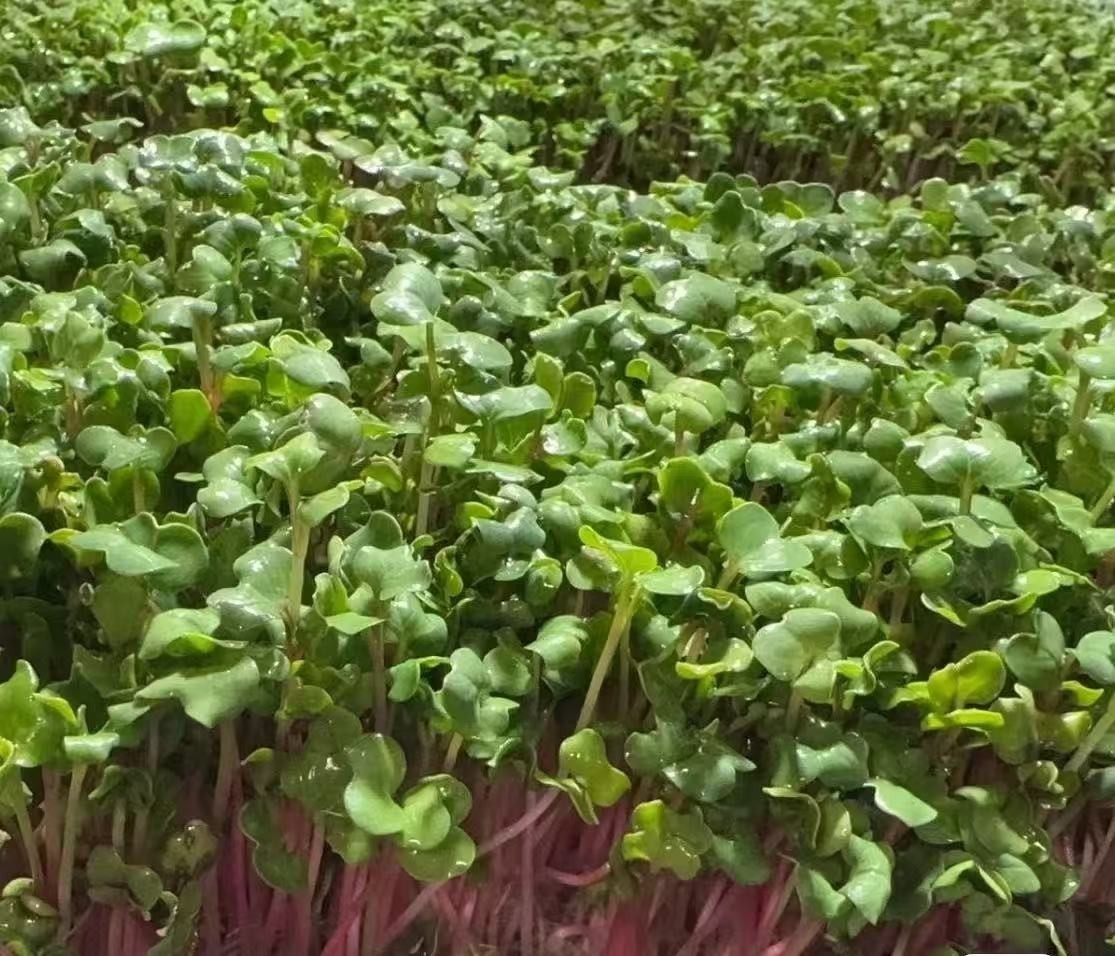 Micro Vegetables Radish Sprout Seeds | White Red Green Mix | 1LB Hydroponic