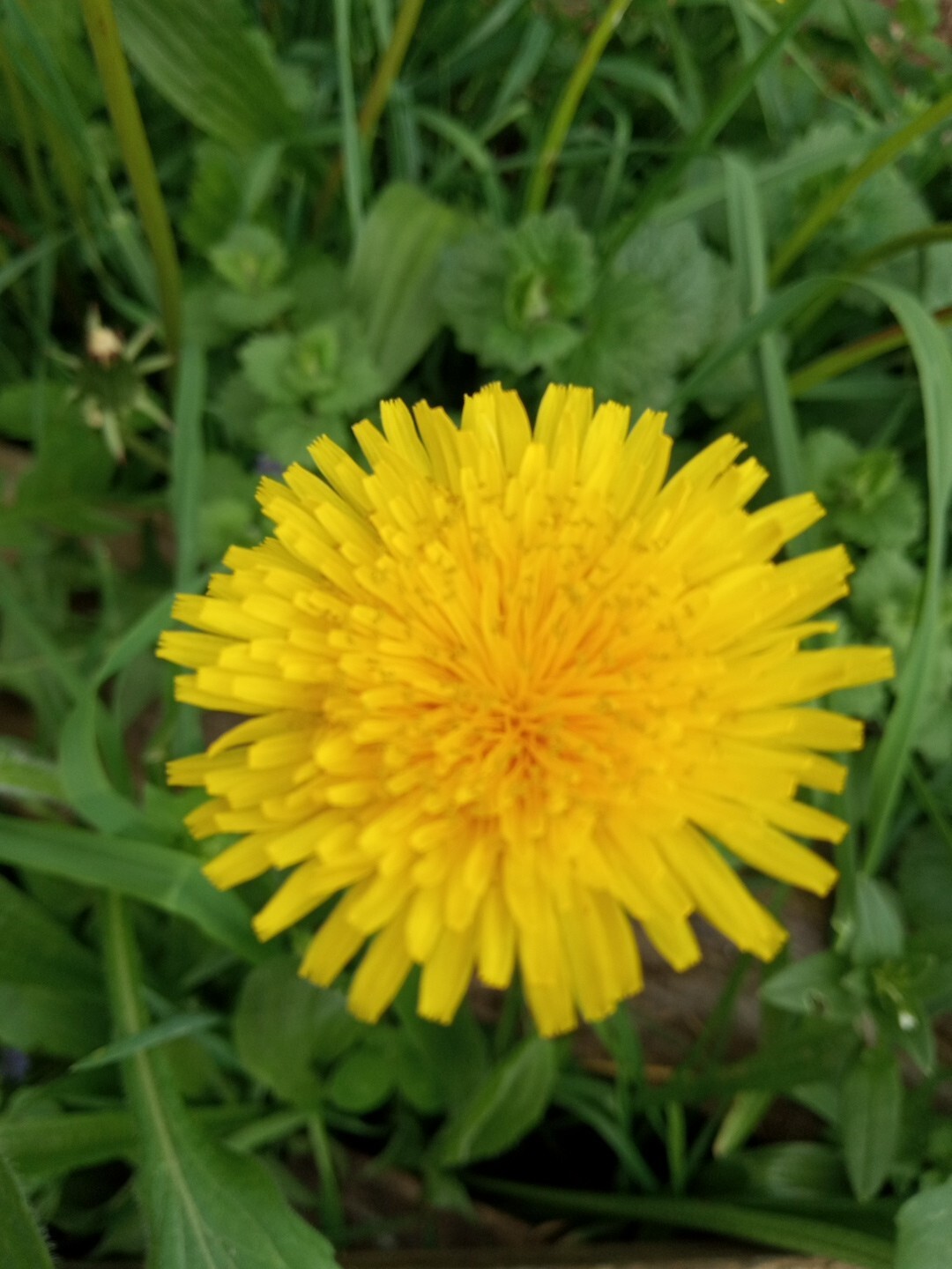 Dandelion seeds approximately 500 seeds Rare Exotic Natural Organic Seed Grow Lg