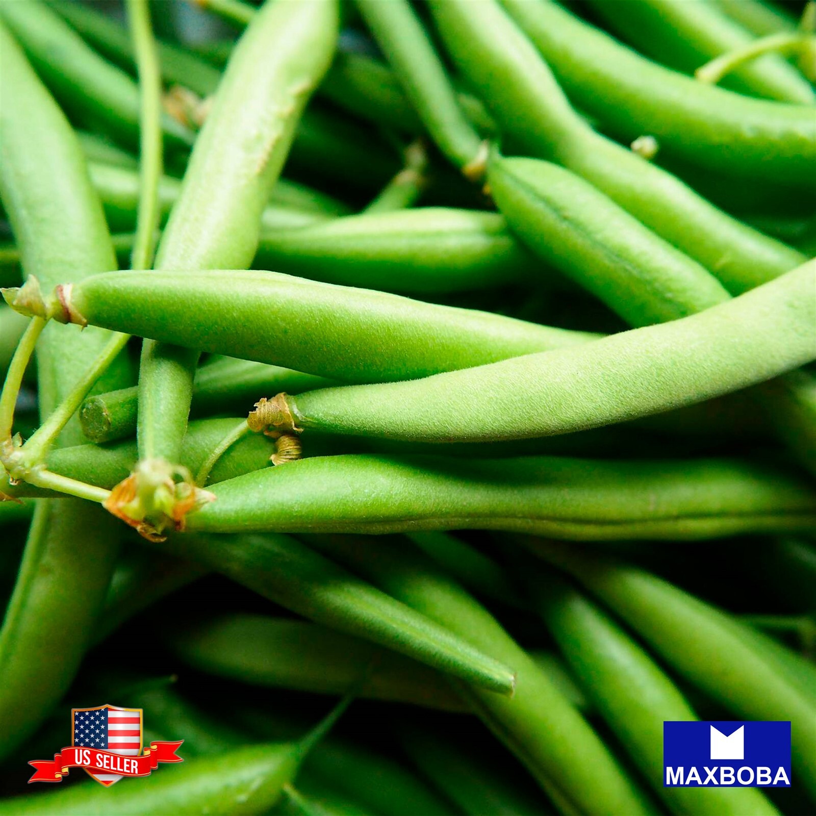 Bean Seeds – Bush – Jade Non-GMO / Heirloom / Vegetable Garden Fresh