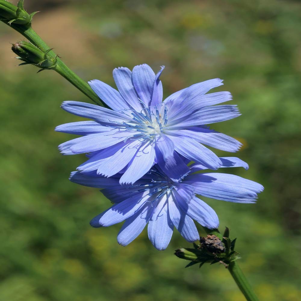 Chicory Seeds For Planting Perennial Drought Tolerant 5000 Pcs Blue Blooms Pastu