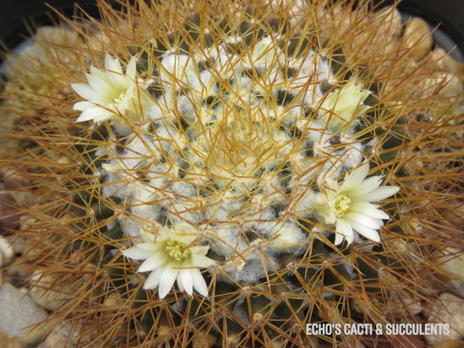 Seed- Mammillaria nivosa 25-100 seeds (2025)
