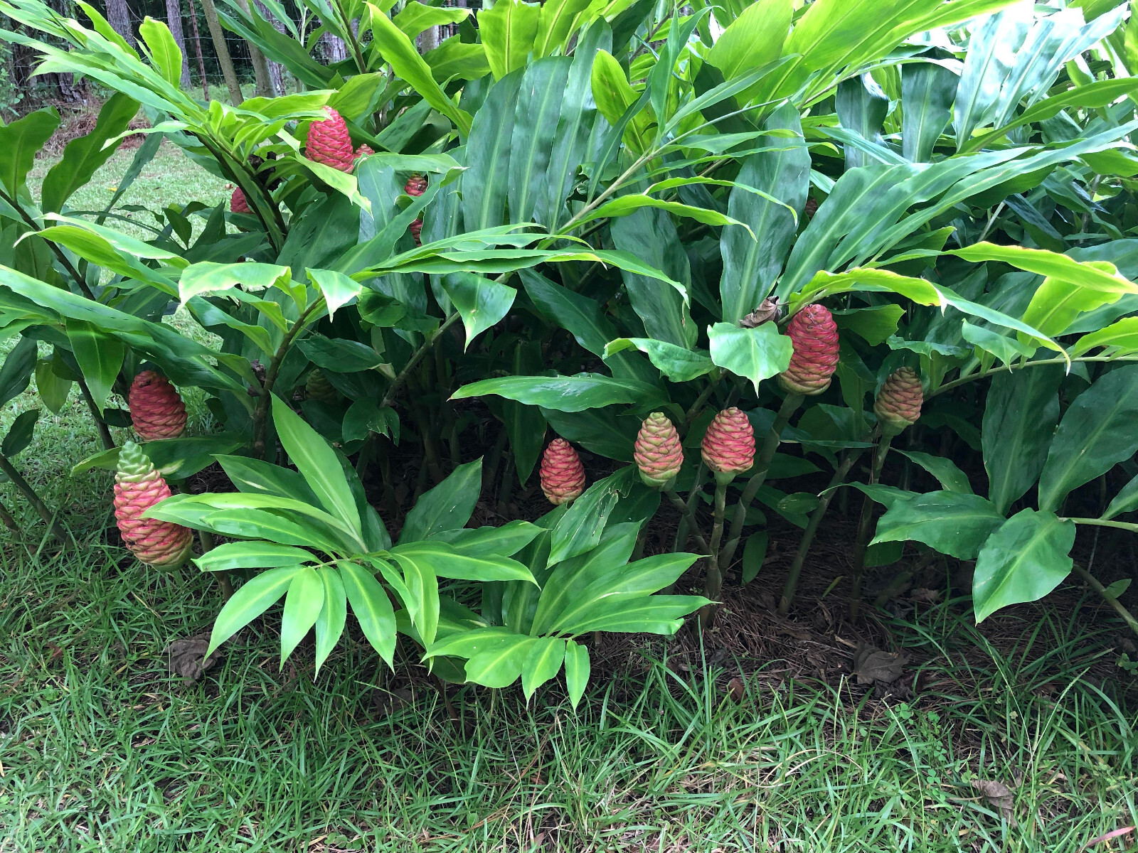 4 Shampoo Ginger Rhizomes, Zingiber Zerumbet, Pine Cone, Free Ship