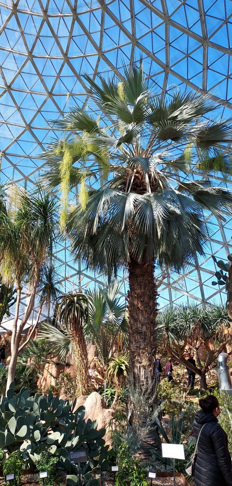 100 Mexican Blue Hesper Fan Palm Tree Seeds Grey Goddess Tropical Cold Hardy!