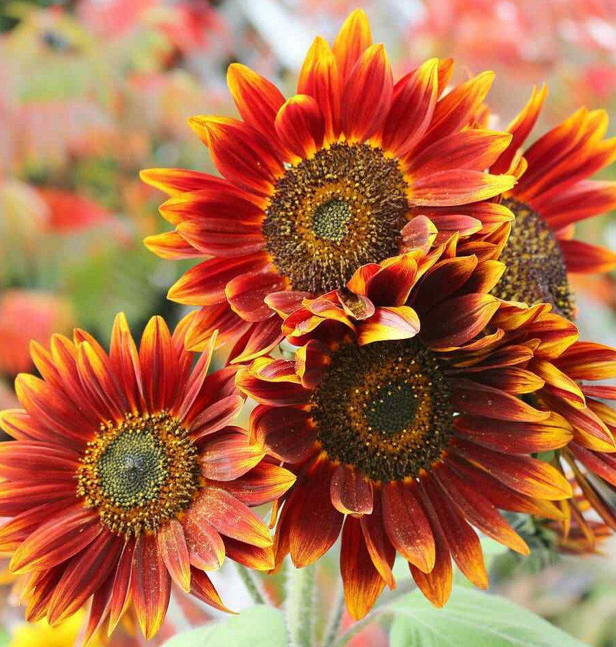 Autumn Beauty Sunflower Seeds | For Planting Orange Garden Sun Flower Seed 2024