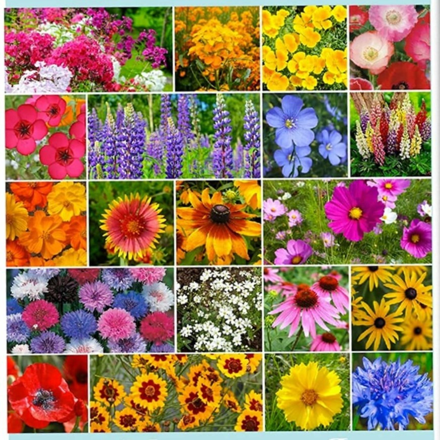 3000+ (1oz+) Spring Planting WILDFLOWERS Non-GMO Seeds PLANT NOW! FREE SHIP