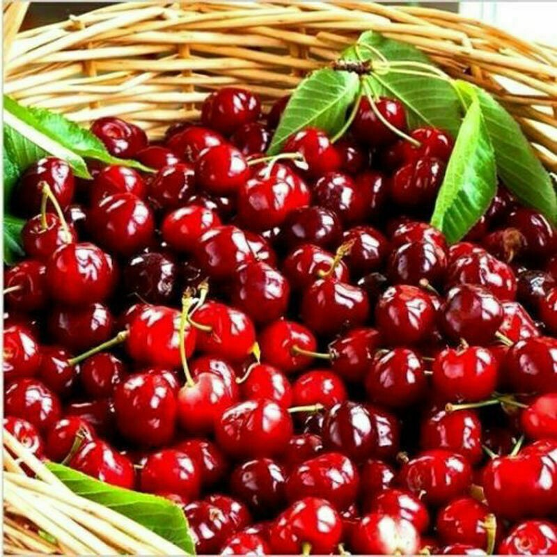 20PCs Cherry Seeds Organic Seeds Fruit Seeds Bonsai Tree High seed in the Garden
