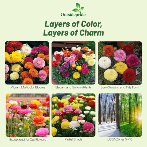 Persian Buttercup Ranunculus Seeds – 20 Pcs Annual, Vibrant 20 Seeds Mache Mix