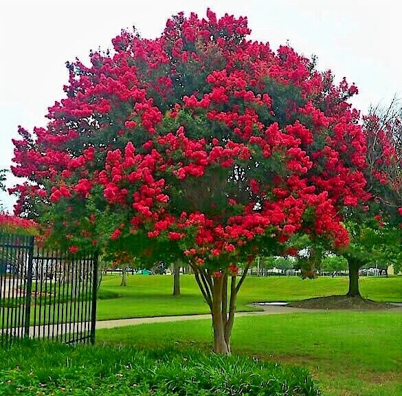 CRAPE MYRTLE TREE SEEDS Crepe (Lagerstroemia Indica) Fast Lilac Flower Plant