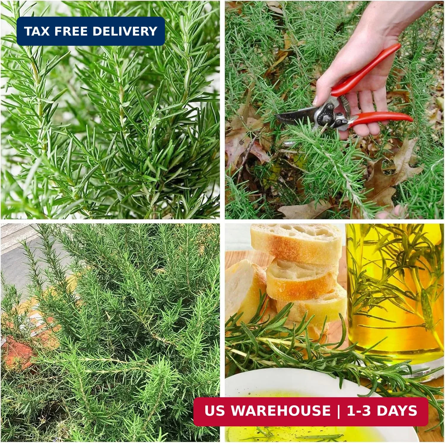1000+ Rosemary Seeds for Planting-Non-GMO Heirloom Herbs Plant Seeds Garden Outd