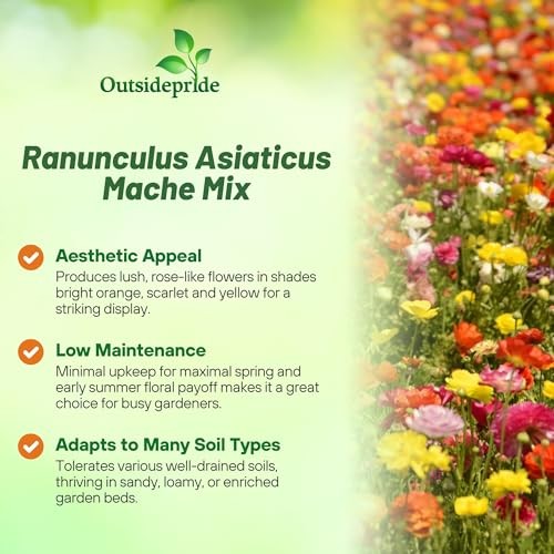 Persian Buttercup Ranunculus Seeds – 20 Pcs Annual, Vibrant 20 Seeds Mache Mix
