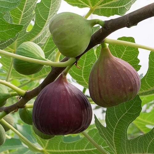 200+ Brown Turkey Fig Tree Seeds Ficus Carica Sweet Fruit Hardy Grow USA