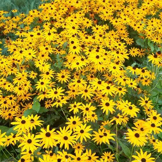 BLACK EYED SUSAN SEEDS 1 GRAM = 3500+ COLORFUL FRESH GARDEN