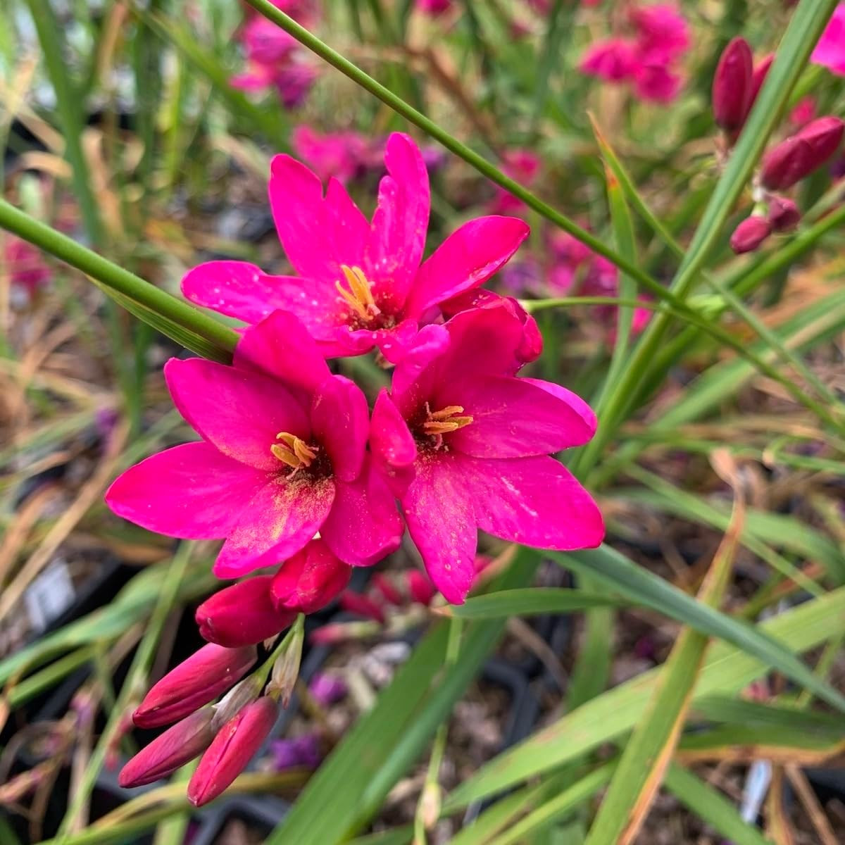 Ixia Venus Bulbs – Hardy Perennial, Long Lasting, Fragrant Blooms for Spring …